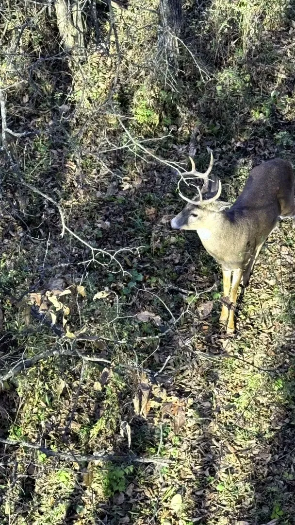 A buck in the brush, caught on camera